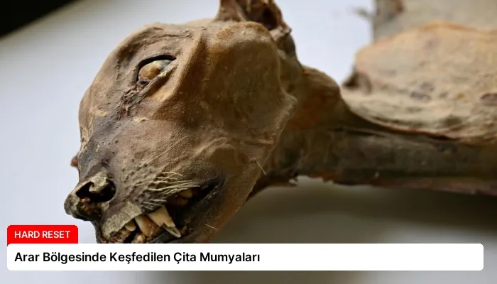 Arar Bölgesinde Keşfedilen Çita Mumyaları