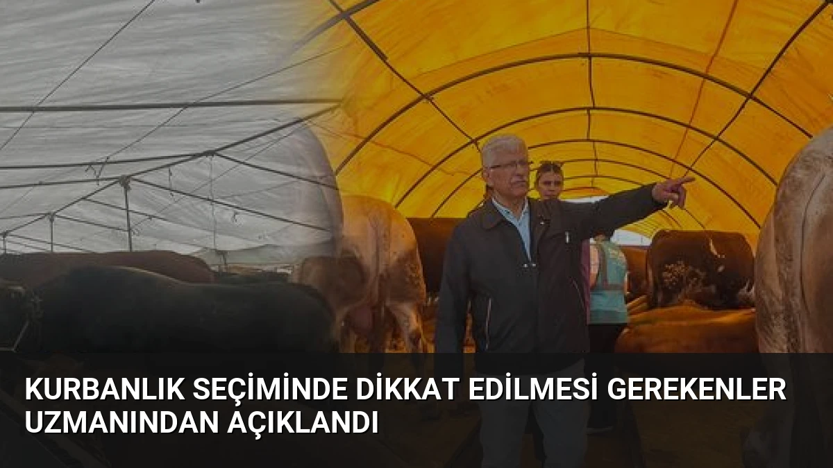 Kurbanlık Seçiminde Dikkat Edilmesi Gerekenler Uzmanından Açıklandı
