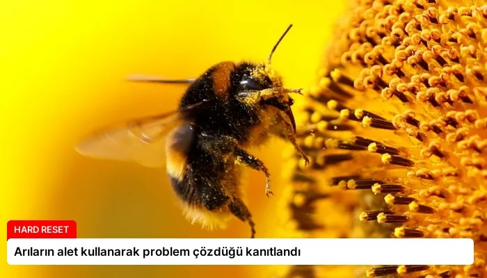 Arıların alet kullanarak problem çözdüğü kanıtlandı