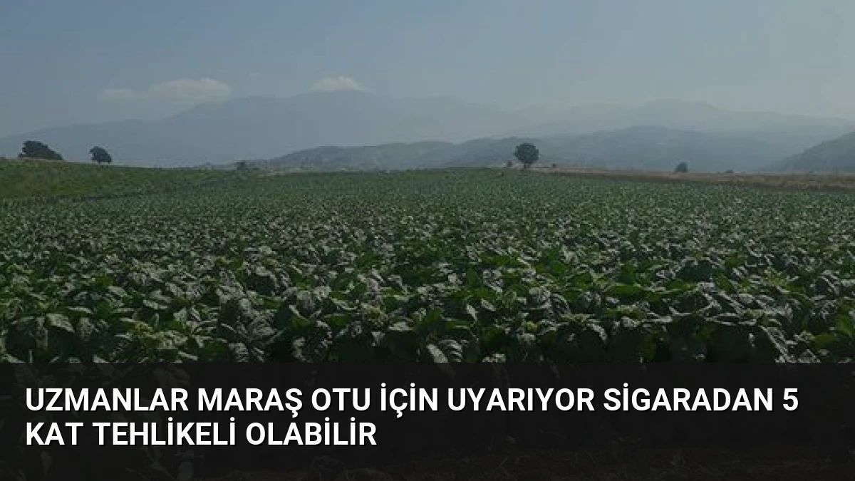 Uzmanlar Maraş Otu İçin Uyarıyor Sigaradan 5 Kat Tehlikeli Olabilir