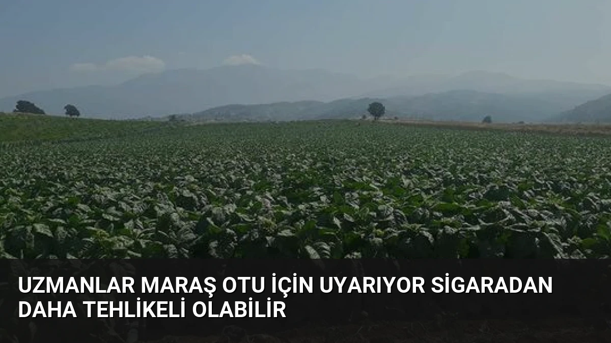 Uzmanlar Maraş Otu İçin Uyarıyor Sigaradan Daha Tehlikeli Olabilir