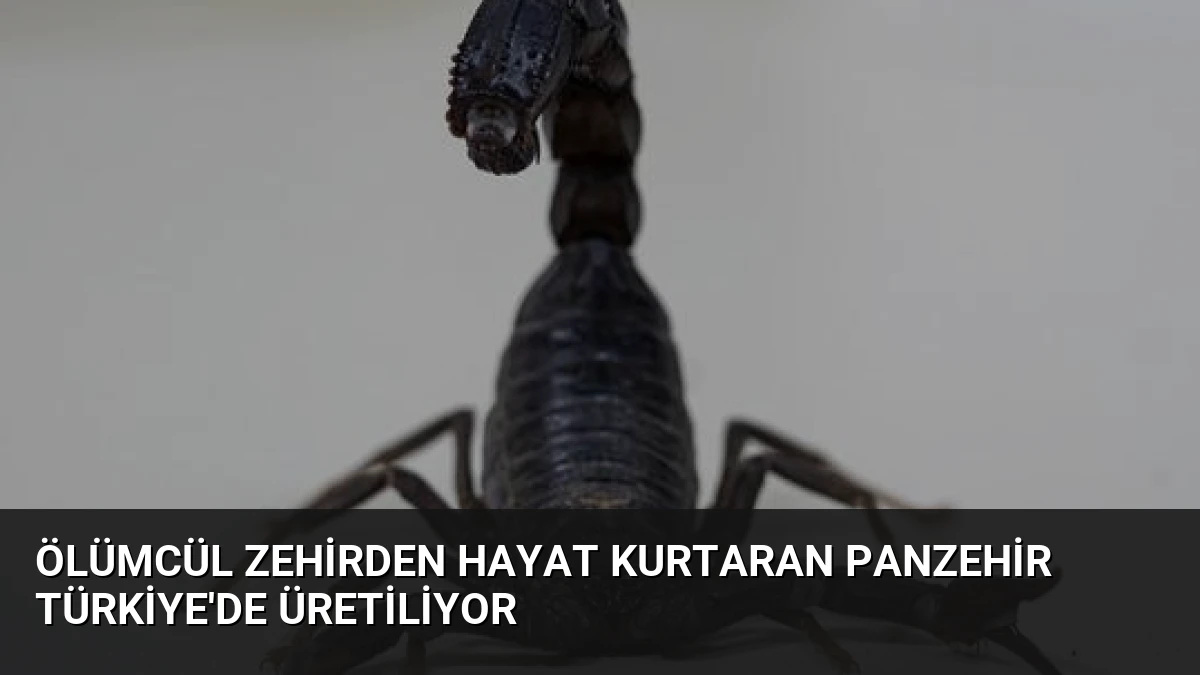 Ölümcül Zehirden Hayat Kurtaran Panzehir Türkiye’de Üretiliyor