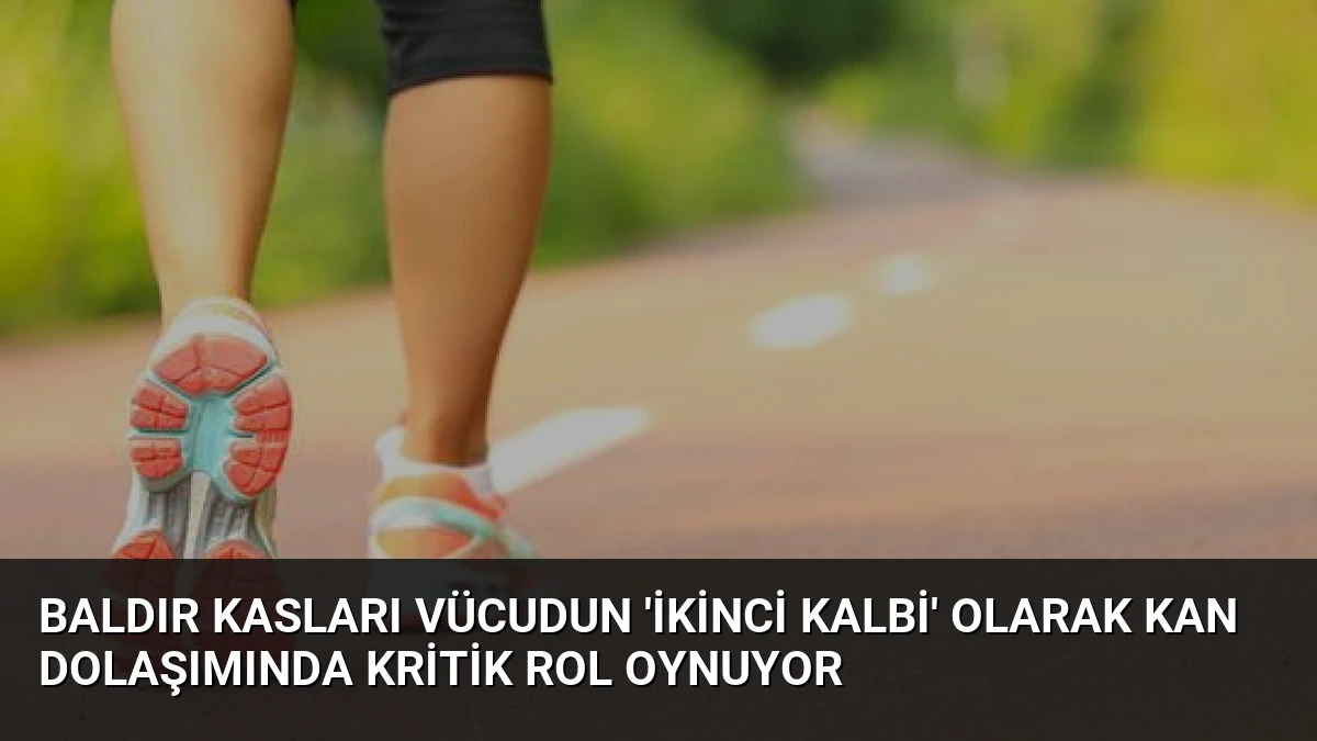 Baldır Kasları Vücudun ‘İkinci Kalbi’ Olarak Kan Dolaşımında Kritik Rol Oynuyor