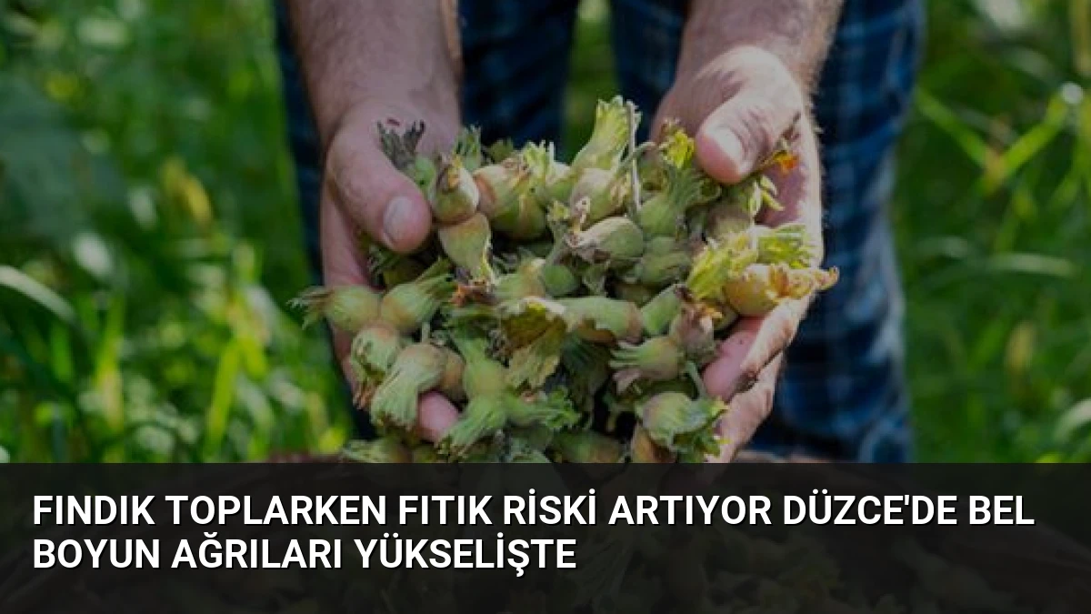 Fındık Toplarken Fıtık Riski Artıyor Düzce’de Bel Boyun Ağrıları Yükselişte