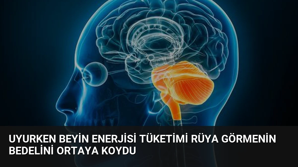 Uyurken Beyin Enerjisi Tüketimi Rüya Görmenin Bedelini Ortaya Koydu