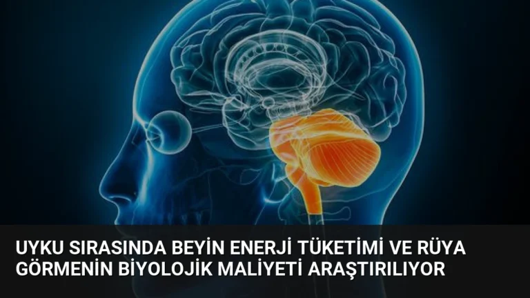 Uyku Sırasında Beyin Enerji Tüketimi ve Rüya Görmenin Biyolojik Maliyeti Araştırılıyor